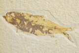 Pair Of Fossil Fish (Knightia) - Wyoming #320423-1
